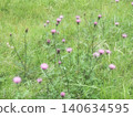 Thistle 140634595