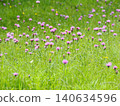 Thistle 140634596