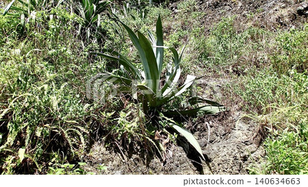 Plants that grow naturally on the trekking trails of Chichijima Island in the Ogasawara Islands, Tokyo. Plants that grow naturally on the trekking trails of Chichijima Island in the Ogasawara Islands, Tokyo. 140634663