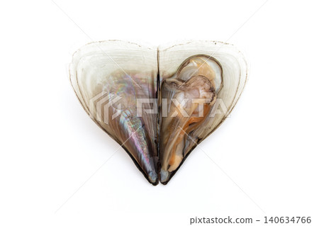 Opened raw pen shell Opened raw pen shell 140634766