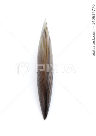 Pen shell (side view) Pen shell (side view) 140634770