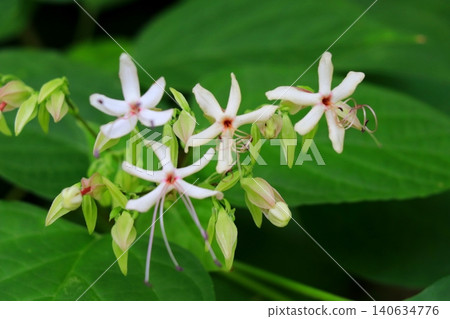 Clerodendrum flowers emit a sweet, tea-like fragrance. Clerodendrum flowers emit a sweet, tea-like fragrance. 140634776