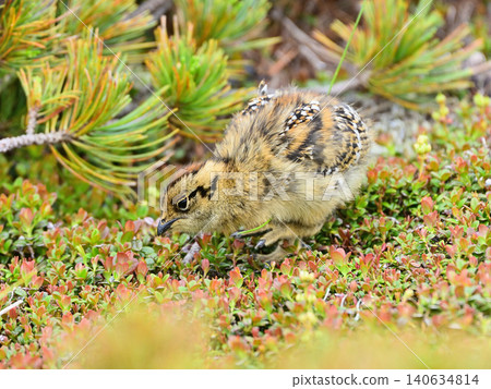A young ptarmigan walks around pecking at new shoots. A young ptarmigan walks around pecking at new shoots. 140634814