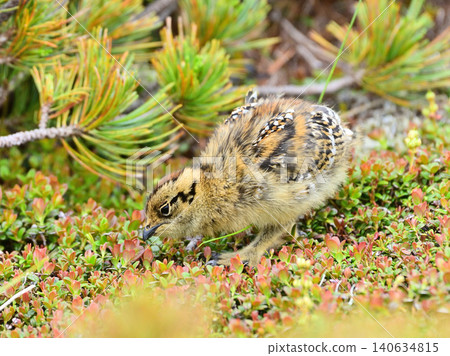 A young ptarmigan walks around pecking at new shoots. A young ptarmigan walks around pecking at new shoots. 140634815
