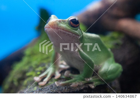 Moria gull frog 140634867
