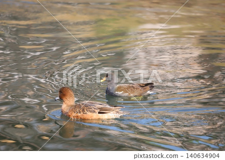A moorhen and a wigeon swimming A moorhen and a wigeon swimming 140634904