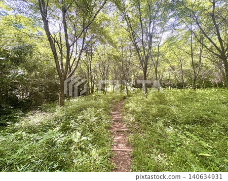 Searching for the summer sky, I simply keep on walking through the greenery. Searching for the summer sky, I simply keep on walking through the greenery. 140634931