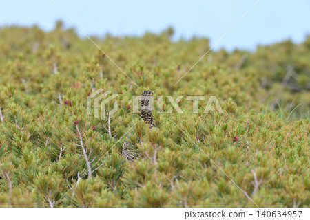 A female ptarmigan keeps watch for its surroundings in a dwarf pine forest. A female ptarmigan keeps watch for its surroundings in a dwarf pine forest. 140634957