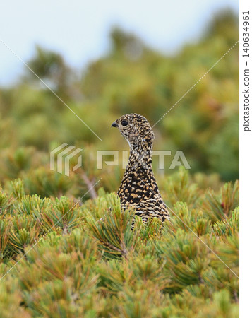 A female ptarmigan keeps watch for its surroundings in a dwarf pine forest. A female ptarmigan keeps watch for its surroundings in a dwarf pine forest. 140634961