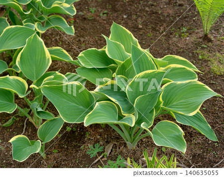 Variegated hostas planted in the garden 140635055