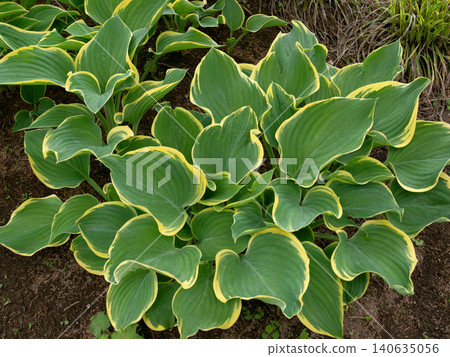 Variegated hostas planted in the garden Variegated hostas planted in the garden 140635056