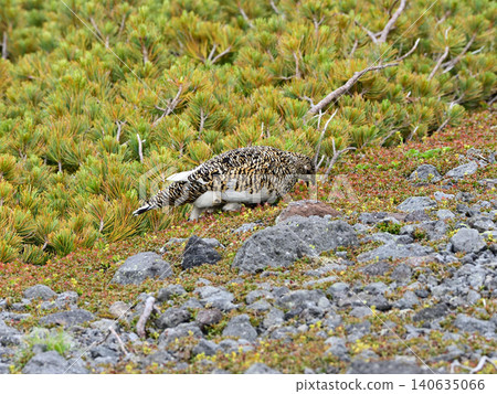A female ptarmigan walks along, pecking at new shoots. A female ptarmigan walks along, pecking at new shoots. 140635066