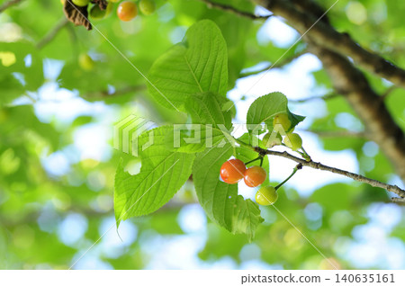 Cherry blossom Cherry blossom 140635161