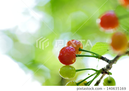 櫻花 櫻花 140635169