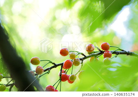 Cherry blossom Cherry blossom 140635174