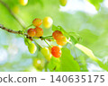 Cherry blossom 140635175