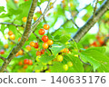 Cherry blossom 140635176