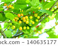 Cherry blossom 140635177