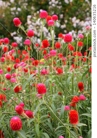 Red sennigyo flowers Red sennigyo flowers 140635216