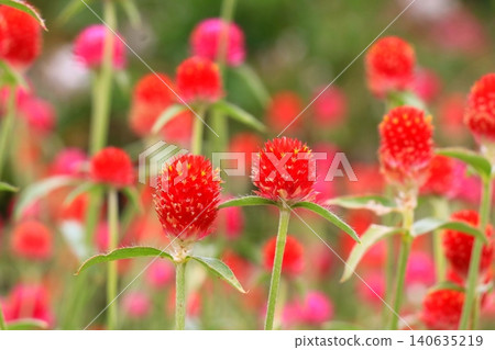 紅色thunbert花 紅色thunbert花 140635219