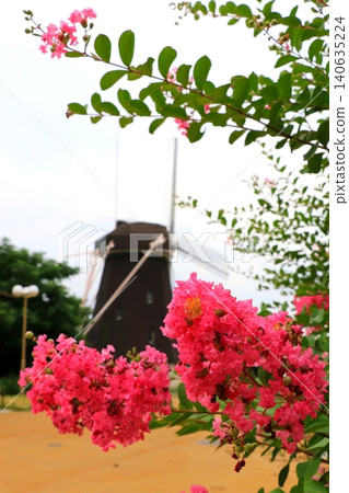 紅紫薇花 紅紫薇花 140635224