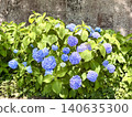 An invitation to early summer, enveloped in blue. 140635300