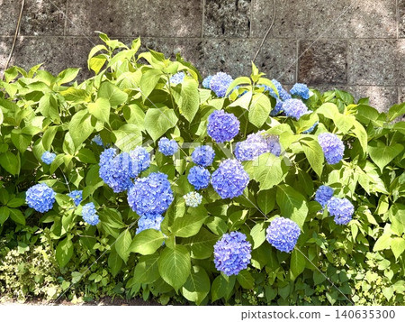 An invitation to early summer, enveloped in blue. An invitation to early summer, enveloped in blue. 140635300