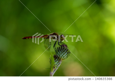 A red crab perching on the grass A red crab perching on the grass 140635366