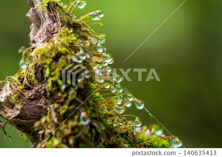 樹上長出的苔蘚 樹上長出的苔蘚 140635413