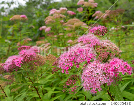 Blossoming flowers in full bloom 140635428
