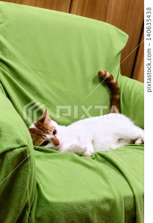 A cat lying limply and exhausted on the sofa. A cat lying limply and exhausted on the sofa. 140635438