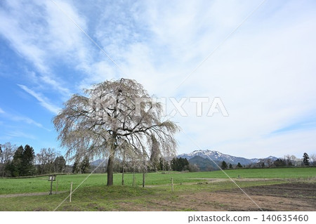 A single cherry tree and rapeseed blossoms on Mt. Narayama (Sanjo City, Niigata Prefecture) A single cherry tree and rapeseed blossoms on Mt. Narayama (Sanjo City, Niigata Prefecture) 140635460