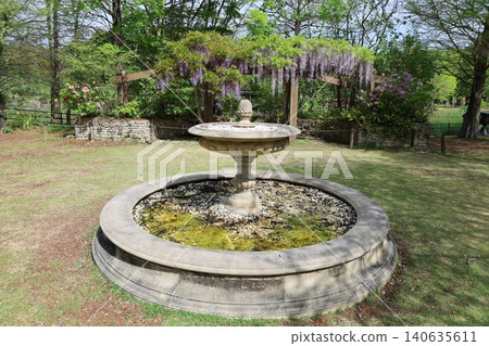 濱名湖花園公園紫藤 2026 ① 濱名湖花園公園紫藤 2026 ① 140635611