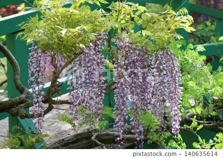 哈馬納湖花園公園的紫藤 2026 ④ 哈馬納湖花園公園的紫藤 2026 ④ 140635614