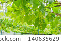Baby grapes 140635629