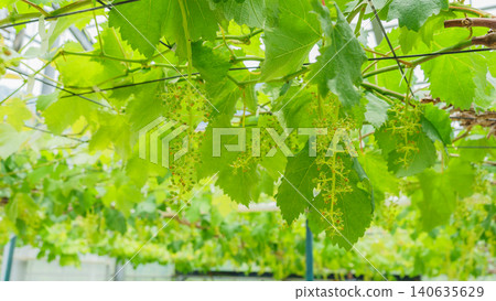Baby grapes Baby grapes 140635629