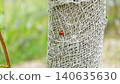 Beautiful ladybug 140635630