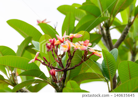 Colorful frangipani flowers blooming among lush green leaves tropical tree highlighting natural beauty garden landscaping exotic flora Colorful frangipani flowers blooming among lush green leaves tropical tree highlighting natural beauty garden landscaping exotic flora 140635645