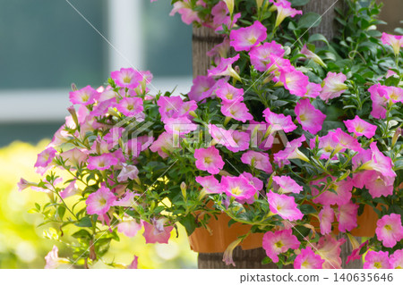 Blooming pink petunia flowers hanging pots lush green foliage creating vibrant ornamental garden display full of natural color freshness 140635646