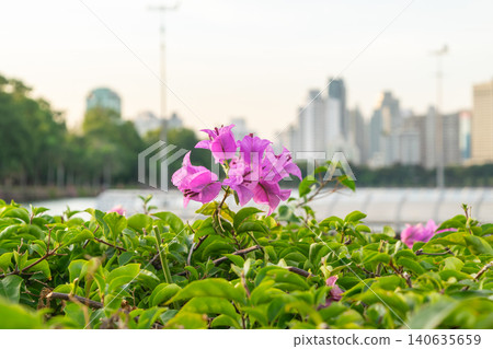 Pink bougainvillea flowers blooming above green foliage soft city skyline background blending urban landscape natural beauty daylight Pink bougainvillea flowers blooming above green foliage soft city skyline background blending urban landscape natural beauty daylight 140635659