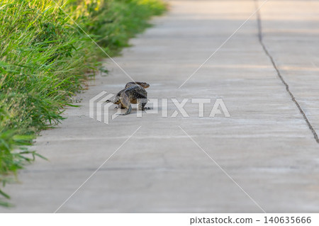 Monitor lizard crossing quiet rural road beside green grass showcasing wildlife behavior natural outdoor environment ample copy space Monitor lizard crossing quiet rural road beside green grass showcasing wildlife behavior natural outdoor environment ample copy space 140635666