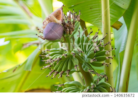 Young green bananas growing banana tree emerging blossom surrounded by lush tropical leaves highlighting natural fruit development cultivation Young green bananas growing banana tree emerging blossom surrounded by lush tropical leaves highlighting natural fruit development cultivation 140635672