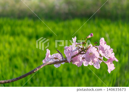 Delicate pink trumpet blossoms branch above lush green field creating serene spring landscape natural beauty soft background Delicate pink trumpet blossoms branch above lush green field creating serene spring landscape natural beauty soft background 140635673