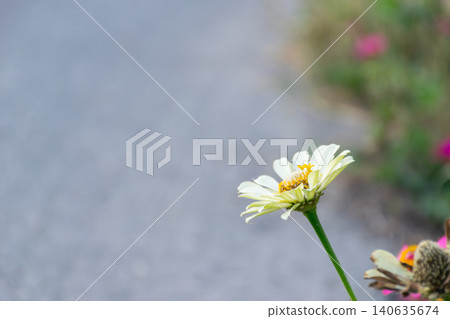 White zinnia flower blooming slender stem soft blurred background ample copy space creating clean natural floral composition White zinnia flower blooming slender stem soft blurred background ample copy space creating clean natural floral composition 140635674