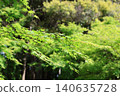 Fresh greenery at Hamana Lake Garden Park 2026 (Part 10) 140635728