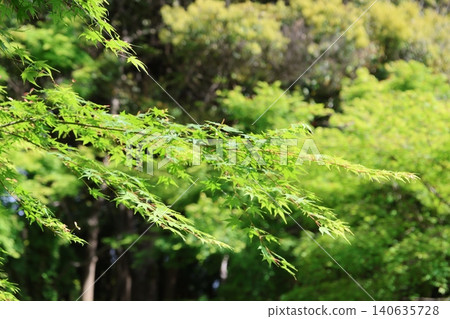 Fresh greenery at Hamana Lake Garden Park 2026 (Part 10) Fresh greenery at Hamana Lake Garden Park 2026 (Part 10) 140635728