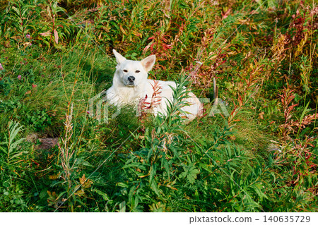 A white dog lies in the grass at sunset 140635729