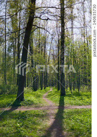 a path through a birch thicket in a spring park at sunset, bright new greenery illuminated by the back light, black tree trunks, fresh foliage 140635730
