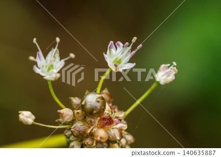 Wild garlic flowers blooming in the autumn fields Wild garlic flowers blooming in the autumn fields 140635887