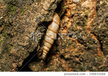 Clausilia, a type of snail that lives in the crevices of tree trunks. Clausilia, a type of snail that lives in the crevices of tree trunks. 140635888